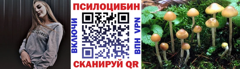 купить наркотик  Прохладный  Псилоцибиновые грибы Cubensis 